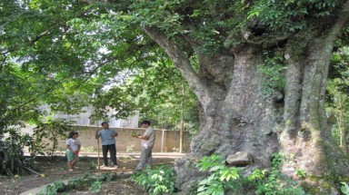 Cây di sản bạc tỉ