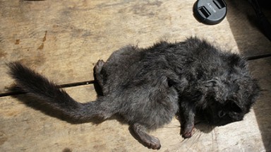  Đồng bào Rục ăn thịt chuột đá nghi tuyệt chủng hằng ngày