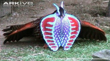 Những cách tỏ tình ấn tượng của loài chim