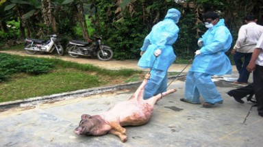 Tây Ninh: dịch lợn tai xanh ở có dấu hiệu lan rộng