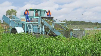 Tiền Giang: Bỏ 8 tỉ đồng diệt lục bình nơi này rồi chi 1,2 tỉ trồng nơi khác!