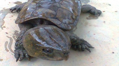 Lĩnh án 10 năm tù vì vận chuyển trái phép ĐVHD