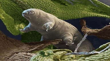  Phát hiện loại sinh vật có thể sống trên... vũ trụ