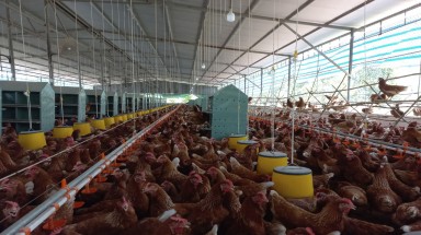 Vĩnh Thành Đạt ra mắt thương hiệu trứng gà chăn nuôi đạt chuẩn nhân đạo đầu tiên tại Việt Nam