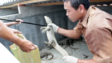  Thu tiền tỉ từ nghề nuôi rắn, kỳ đà, rùa