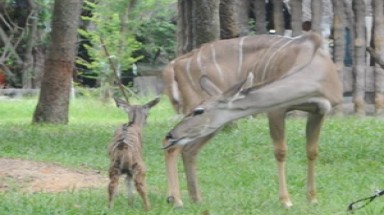  Bình Dương: Ngựa vằn, linh dương châu Phi sinh con