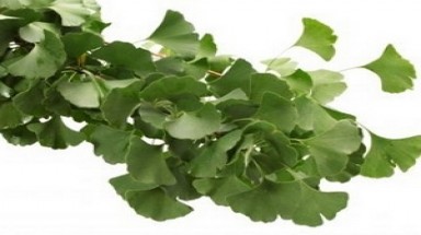 Ginkgo biloba không có tác dụng phòng Alzheimer