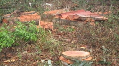  Lạng Sơn: Rừng đặc dụng Hữu Liên đang "kêu cứu"