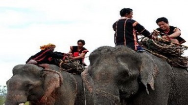  Đồng Nai: Voi rừng lại kéo về phá hoa màu của dân