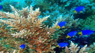  80% san hô ở Brazil sẽ biến mất trong 50 năm tới