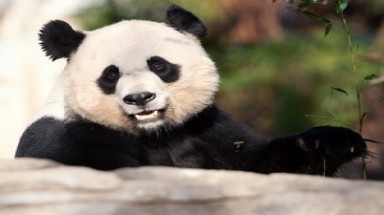  Gấu trúc mới sinh ở vườn thú Washington qua đời