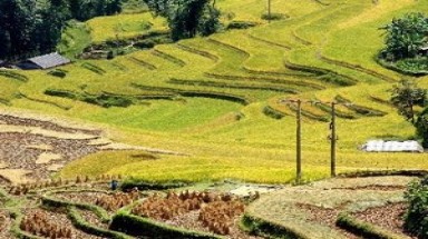 Lào Cai: Tour khám phá ruộng bậc thang hút khách