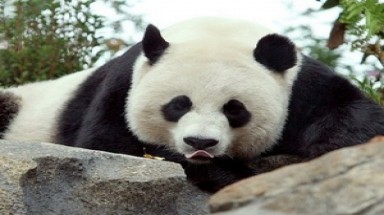  Gấu trúc khổng lồ sinh con tại vườn thú Washington