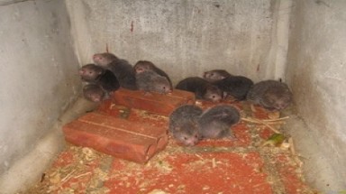  Lâm Đồng: Thả hơn 70 động vật hoang dã về rừng