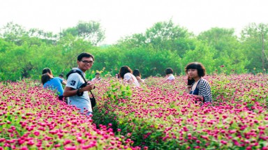 Tạo dáng bên hoa bách nhật