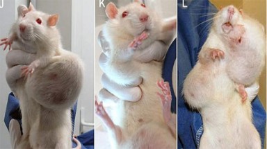 Báo động ngô biến đổi gene gây ung thư trên chuột