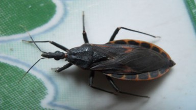  Bọ xít hút máu đến từ... Nam Mỹ