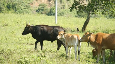 Hơn 1 tỉ đồng cứu bò tót lai ở Ninh Thuận