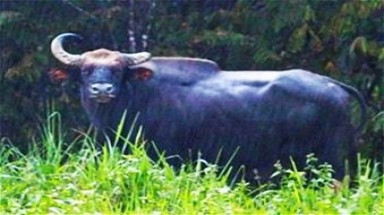 Phát hiện bò tót đực đơn độc ở VQG Cát Tiên