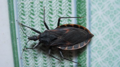  Bình Định: Tiếp tục bắt được bọ xít hút máu người