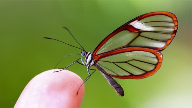  Vẻ đẹp độc đáo của loài bướm  'gương bay"