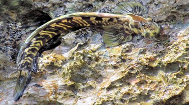  Cá sống trên cạn