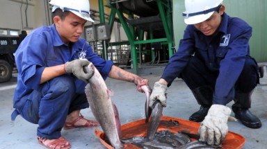   Cá xuất hiện ở kênh Nhiêu Lộc - Thị Nghè