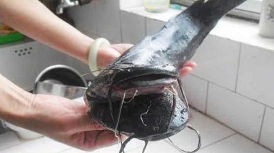  Xuất hiện cá trê đen 2 đầu kỳ quái