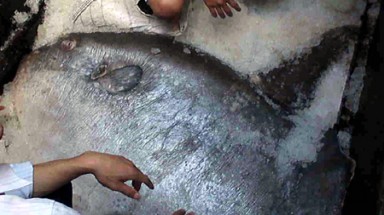   Nghệ An: Bắt được cá Mặt trăng nặng hơn 1,2 tạ