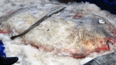  Nghệ An: Ngư dân bắt được cặp cá Mặt trăng ”cực khủng”