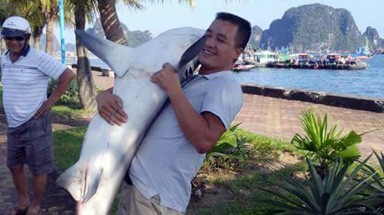  Cá lạ ở Vịnh Hạ Long thuộc họ cá mập, không nguy hiểm cho người