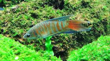 Tiền Giang: Tuyệt chủng cá lia thia