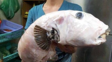 Cá mặt thỏ là cá gì?