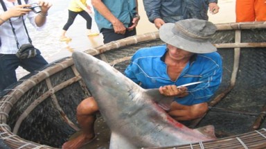  Ngư dân Quy Nhơn liên tục bắt được cá mập
