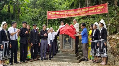 Cây Nhội cổ thụ đầu tiên được công nhận Cây Di Sản Việt Nam