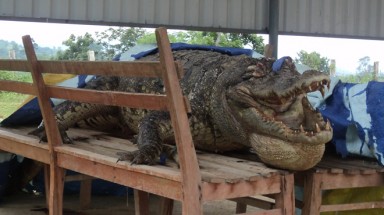 Cá sấu Xiêm hoang dã cuối cùng (?) ở VN đã chết