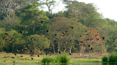  Thẩm định hồ sơ đề cử VQG Cát Tiên là di sản thế giới