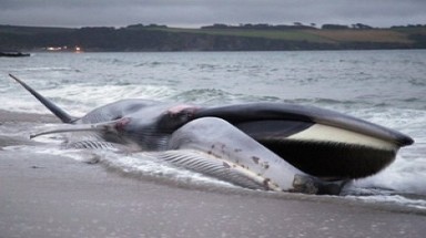 Cá voi nặng 6 tấn chết dạt vào bờ biển Indonesia