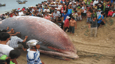 Cá voi nặng trên 7 tấn "lụy" tại Tuy Phong