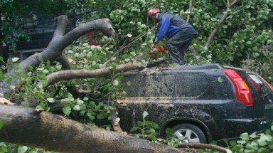 Cổ thụ ở Hà Nội bật gốc vì bão, đè xế hộp