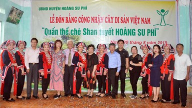 Lễ đón bằng công nhận Cây Di sản Việt Nam cho quần thể Chè Shan tuyết Hoàng Su Phì