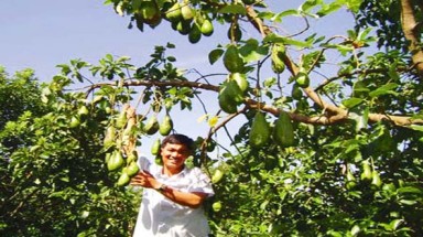  Thăng trầm trái bơ Đak Lak