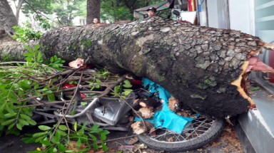 Hà Nội cây đổ đè bẹp dúm ô tô