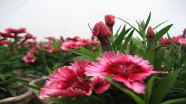 Trồng thử nghiệm hai giống hoa mới tại Hải Dương