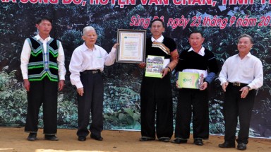 Quần thể 100 cây chè Shan tuyết cổ thụ tại Văn Chấn được vinh danh Cây Di sản Việt Nam