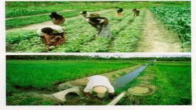 Xử lý chất thải chăn nuôi và nông nghiệp bằng chế phẩm sinh học