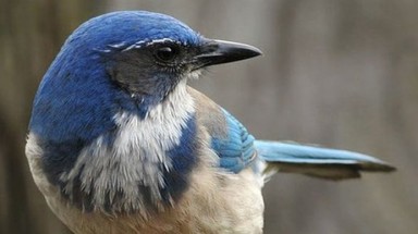 Chim cũng làm 'đám ma'