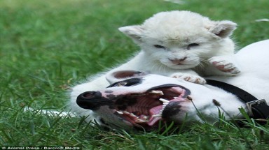 Sư tử trắng quý hiếm... nhận chó làm cha