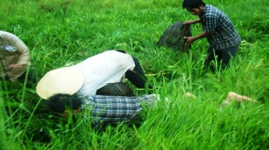 Quảng Bình: Đổ xô ra đồng săn chuột