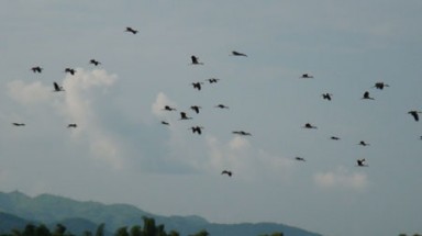  “Vũ khúc Cò Nhạn” trên cánh đồng Điện Biên